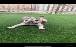 French Bulldog dogs for sale: Beautiful KC Registered French Bulldogs in Barking - Image 11