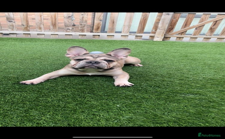French Bulldog dogs in Barking - Advert 2