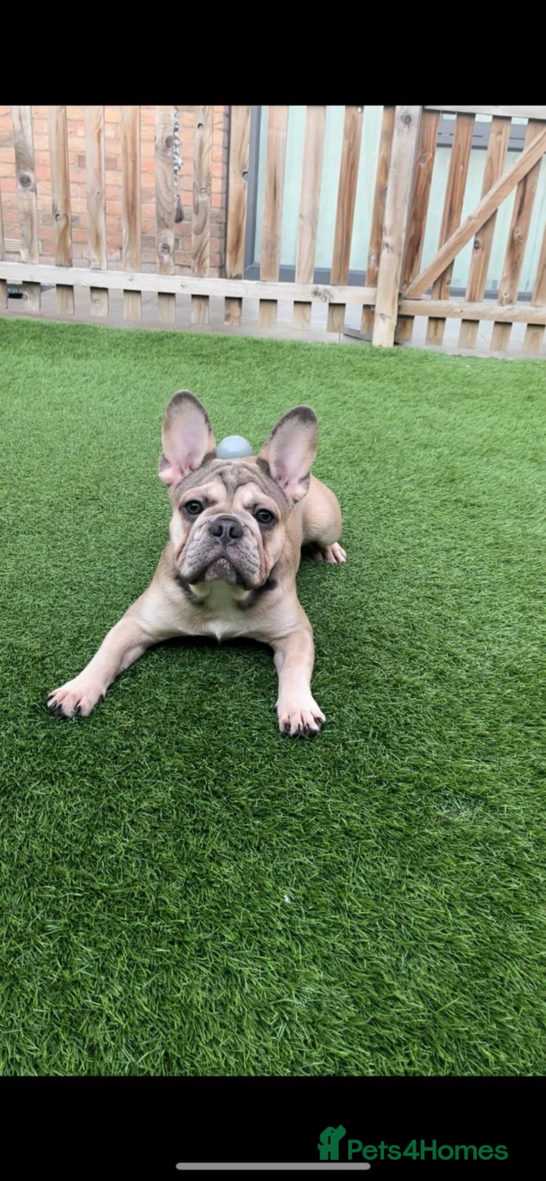 French Bulldog dogs for sale: Beautiful KC Registered French Bulldogs in Barking - Image 11