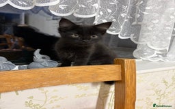 Maine Coon cats for sale: Maine Coon Cross  - Image 2
