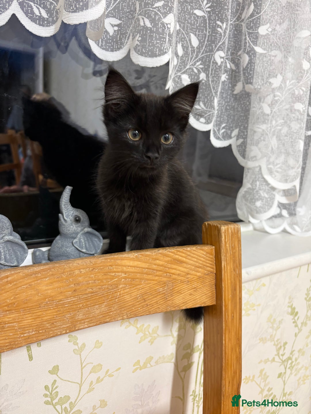 Maine Coon cats for sale: Maine Coon Cross  - Image 2