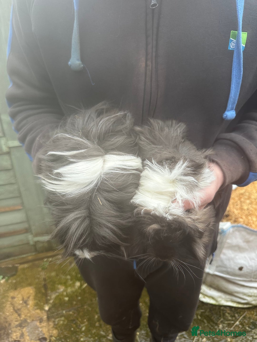 Guinea Pig rodents for sale: Pair of Sheba black and white female piglets - Advert 2