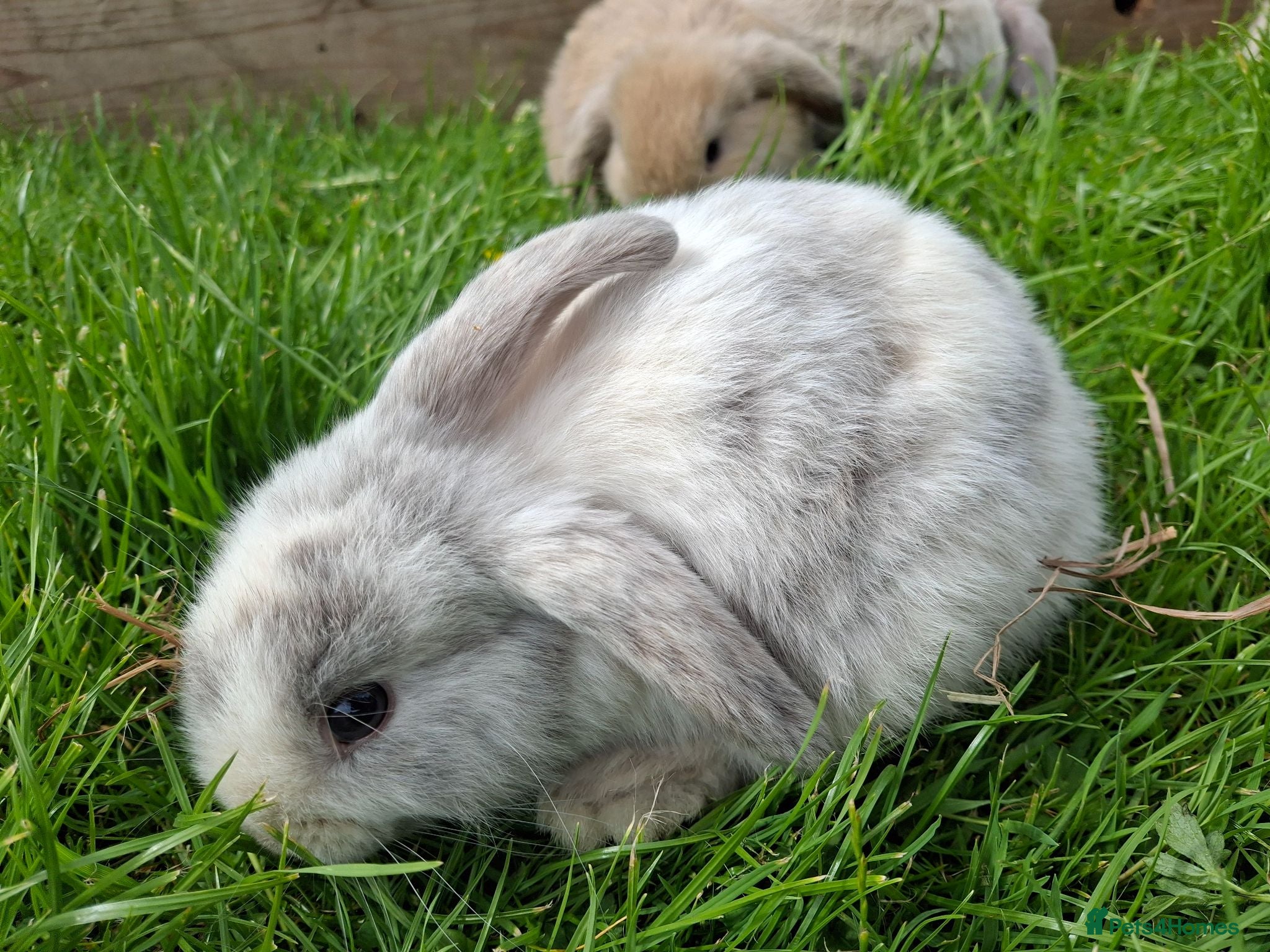 Mini Lop rabbits Friendly Baby Minilops - Advert 1