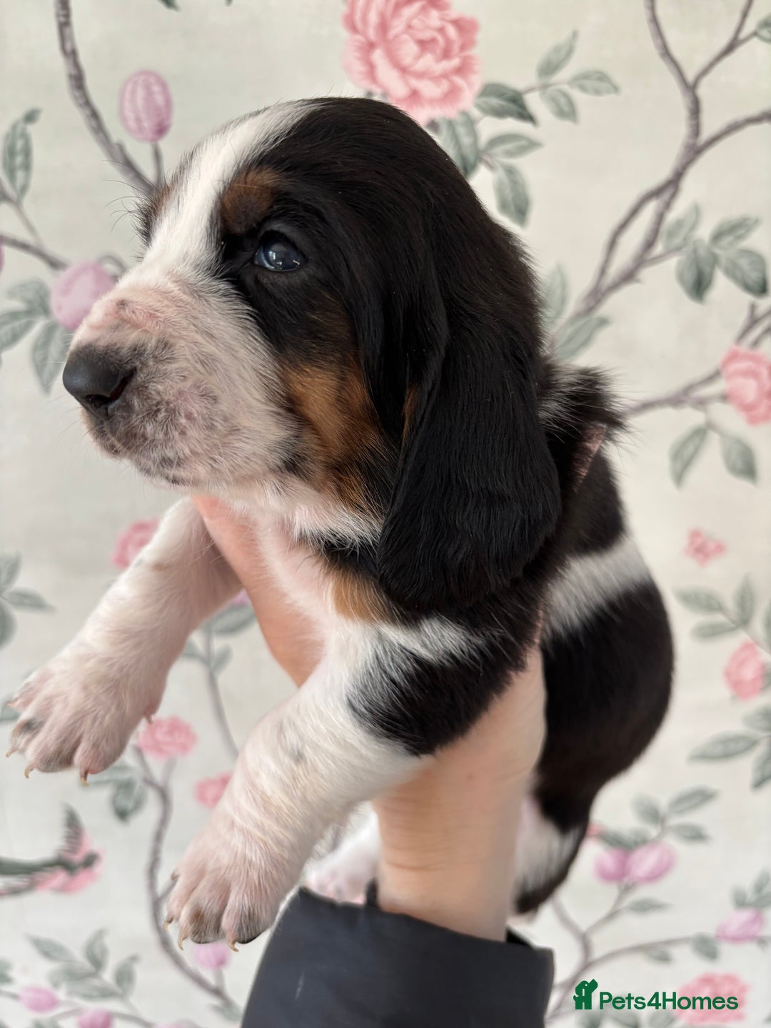 Basset Hound dogs for sale: Bassett hound puppies  - Advert 11
