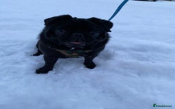 Pug dogs for sale: Male pug 4 years old - Image 1