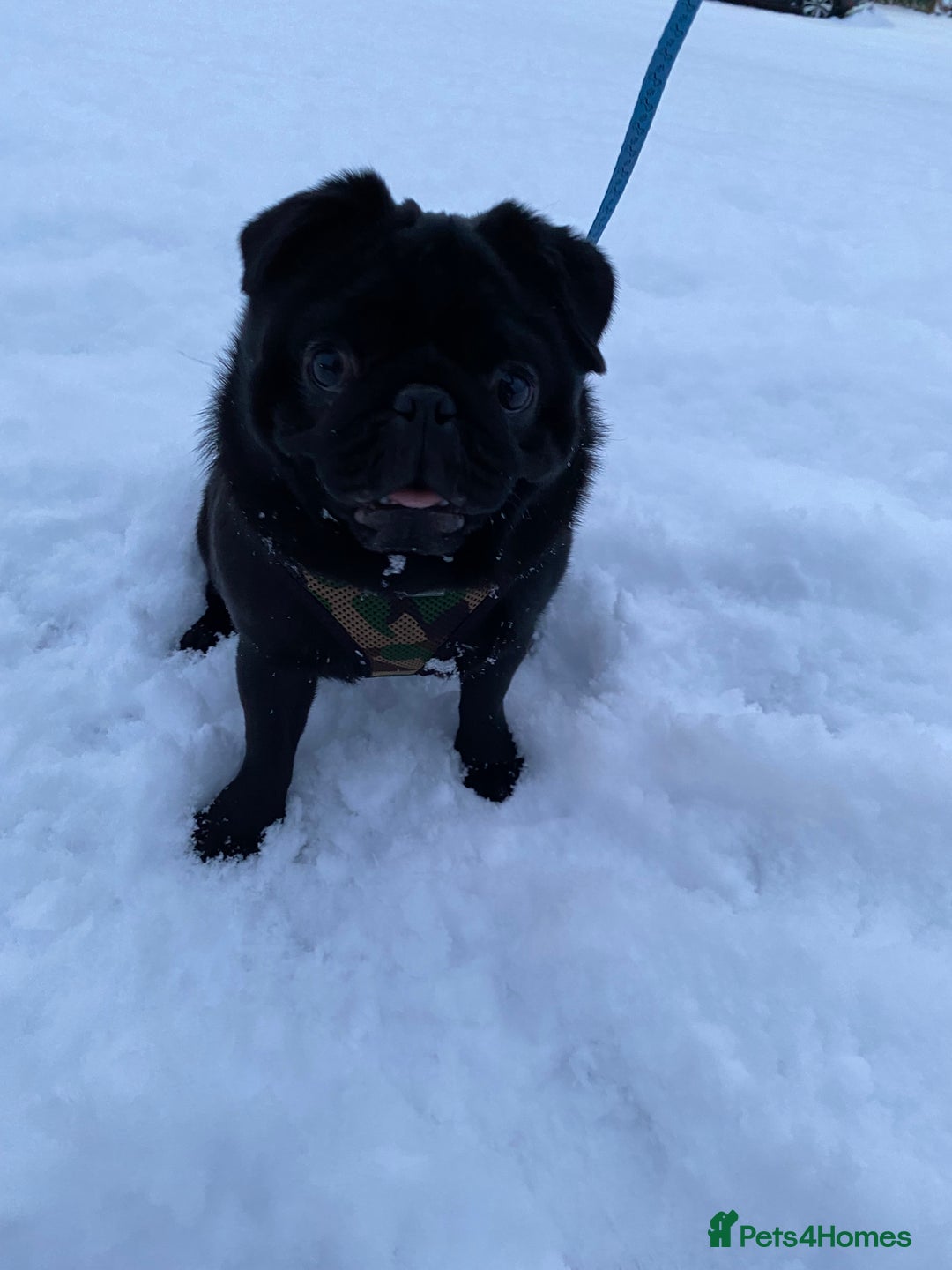 Pug dogs for sale: Male pug 4 years old - Image 1