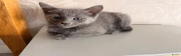 Russian Blue cats for sale: Beautiful Russian Blue Girl – 14 Weeks - Advert 5