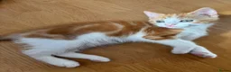 Mixed Breed cats for sale: Beautiful ginger kitten looking for a forever home - Advert 4
