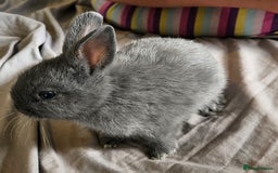 Mini Lop rabbits for sale: Mini lop and dwarf  - Image 4