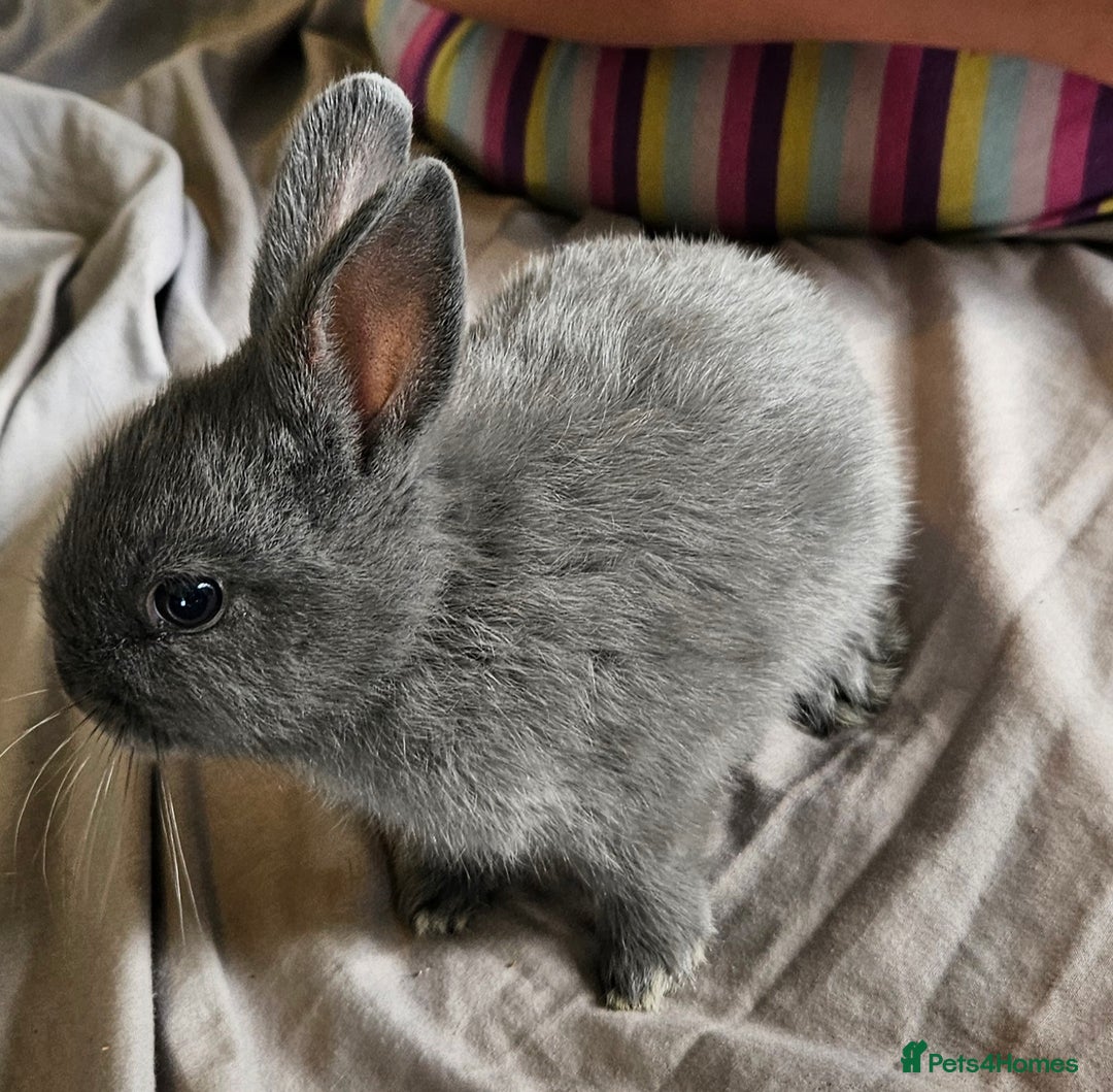 Mini Lop rabbits for sale: Mini lop and dwarf  - Image 4