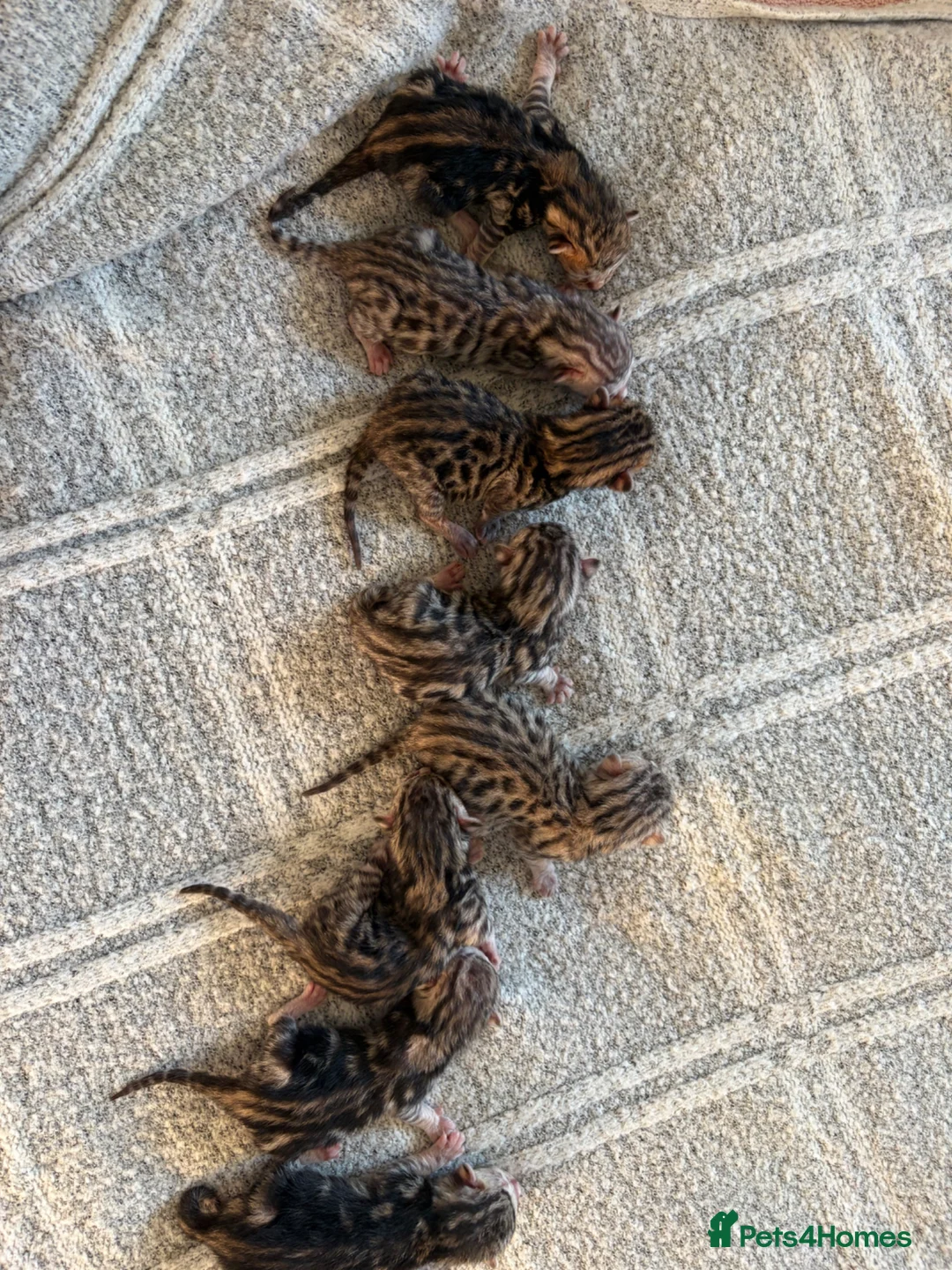 Bengal cats for sale: 8 gorgeous bengal kittens for sale  - Advert 6