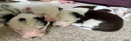 Border Collie dogs for sale: 6 amazing Border Collie puppies for sale in Darlington - Advert 9