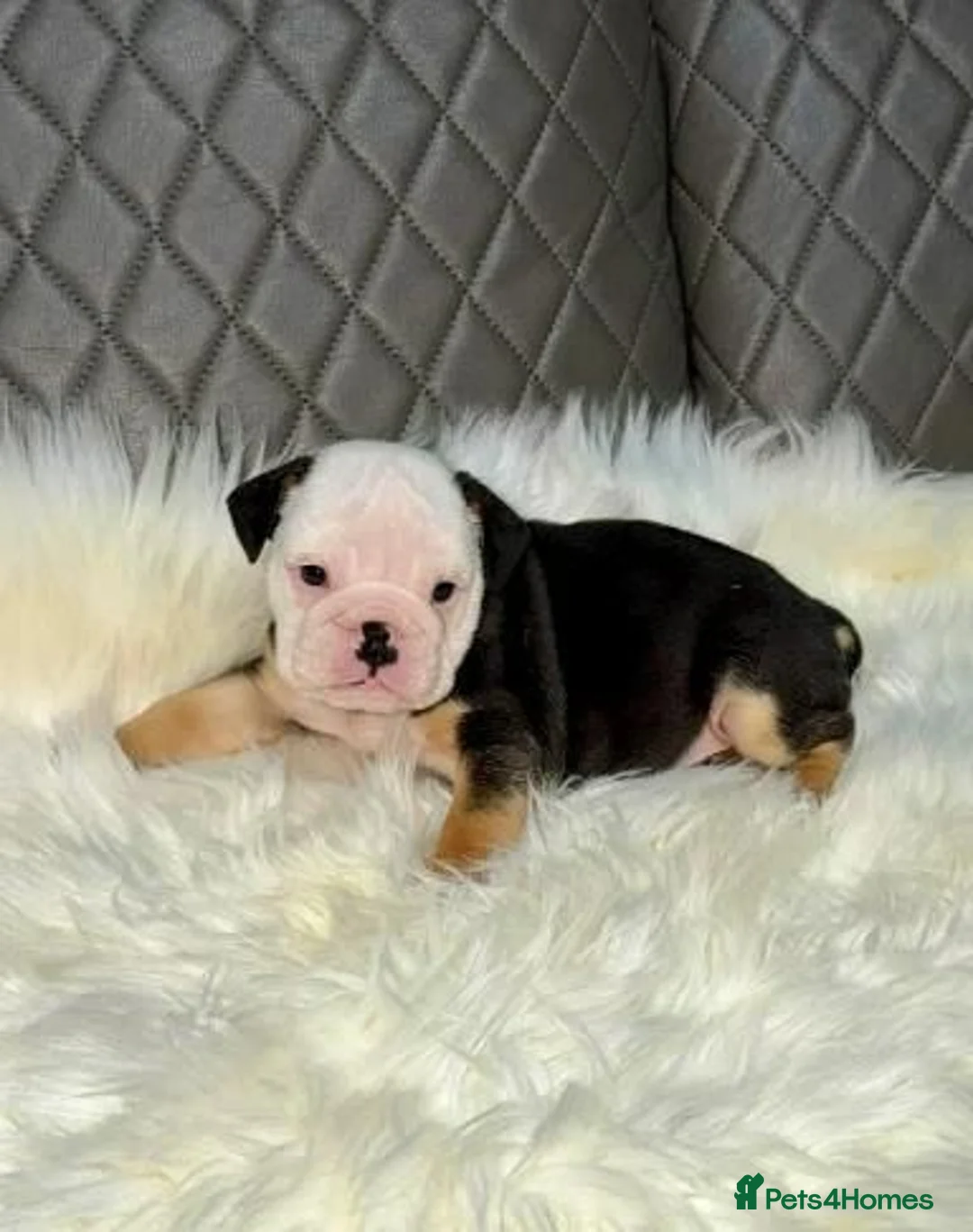 English Bulldog dogs for sale: Gorgeous English Bulldog Puppies Available in Manchester - Advert 15