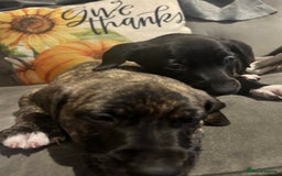 Mixed Breed dogs for sale: Bull whippet - Image 4