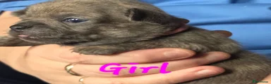 Chihuahua 4