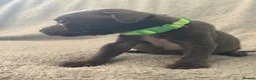 Staffordshire Bull Terrier dogs for sale: Blue Staffordshire Bull Terrier Puppies  - Advert 3