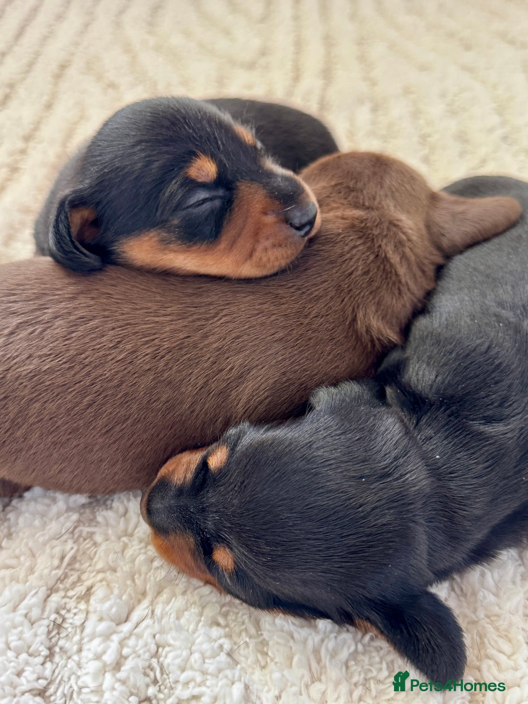 Miniature Dachshund dogs for sale: Mini Dachshund puppies, PRA clear, health tested - Image 11