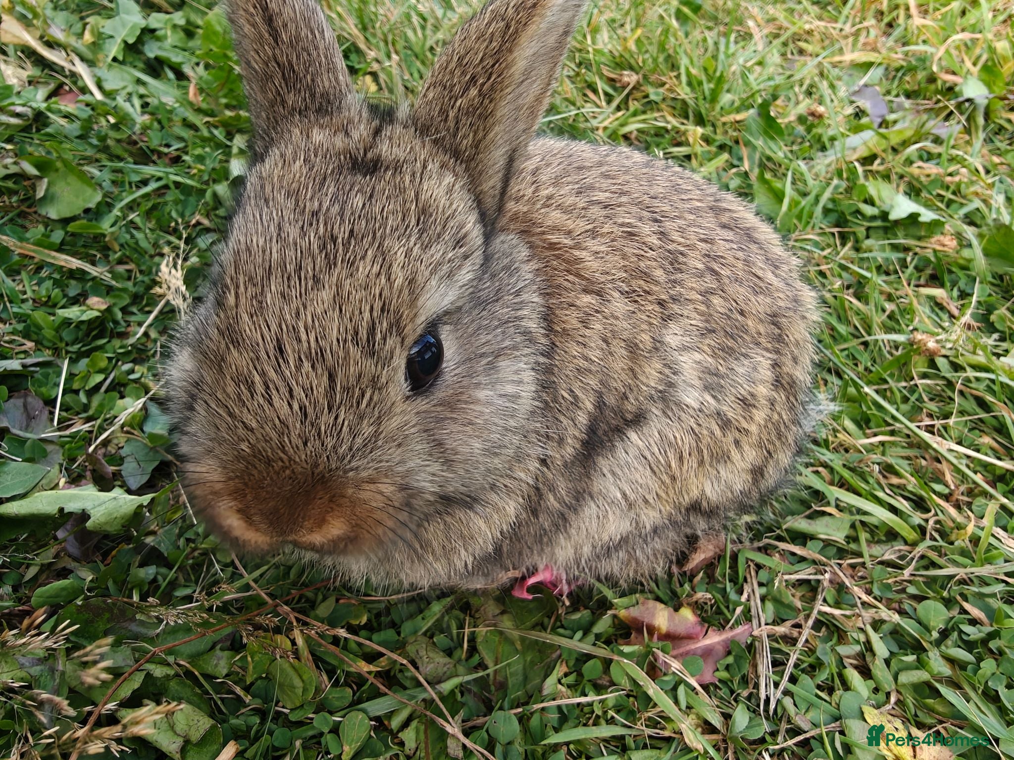 Mixed Breed rabbits Beautiful Lionhead Dwarf Baby Rabbits，last one - Advert 7