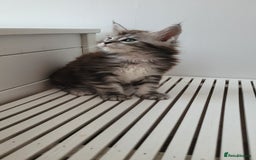 Maine Coon cats for sale: Tica registered maine coon kittens  - Image 23