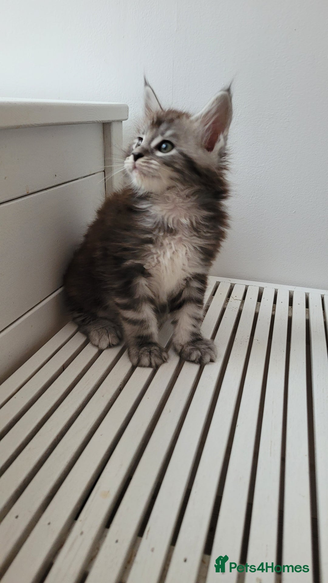 Maine Coon cats for sale: Tica registered maine coon kittens  - Image 23