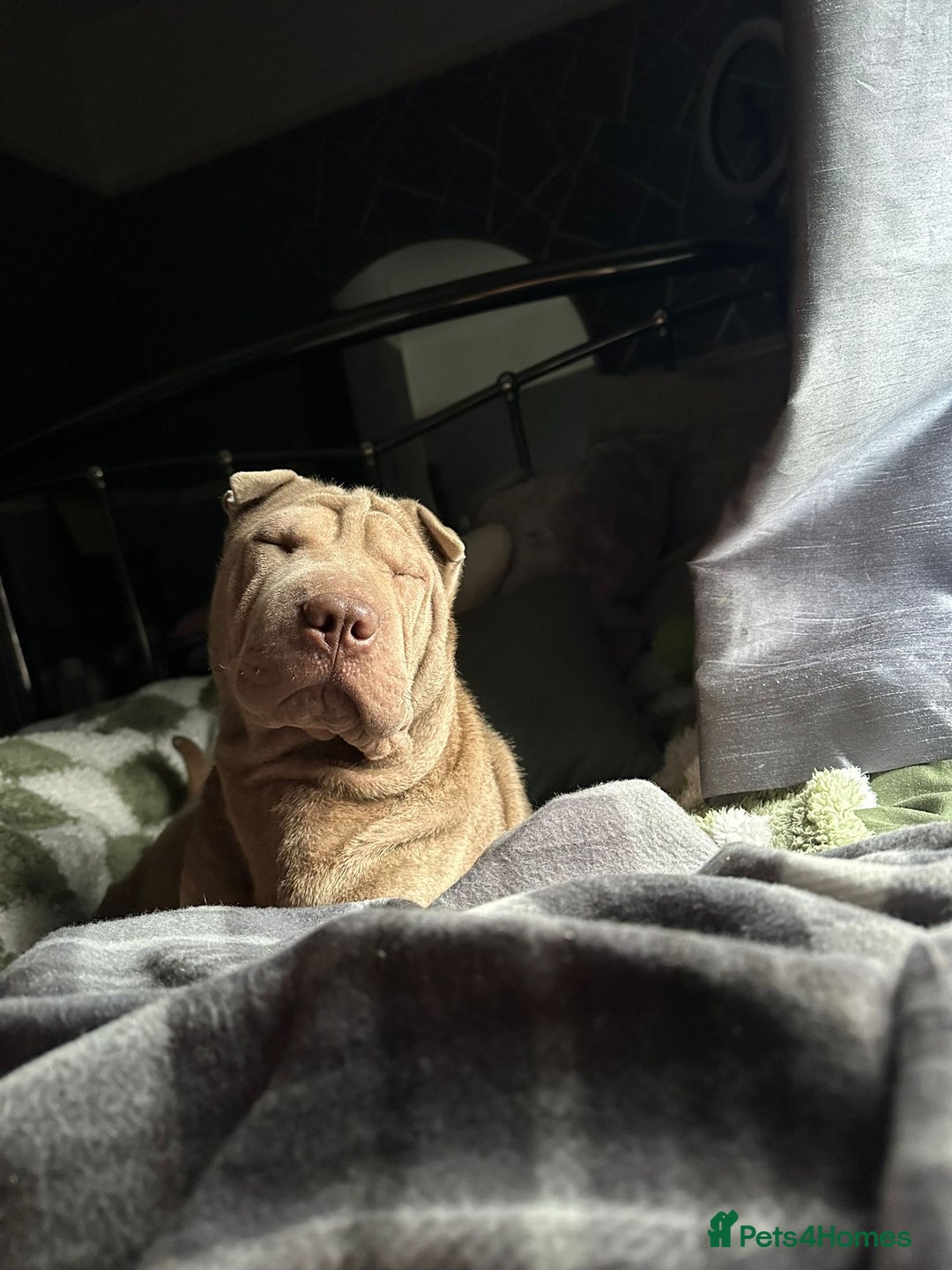 Shar Pei dogs for sale: Shar pei  - Advert 1
