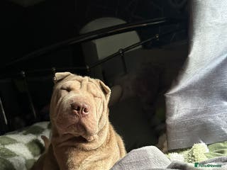 Shar Pei dogs Shar pei - Advert 1