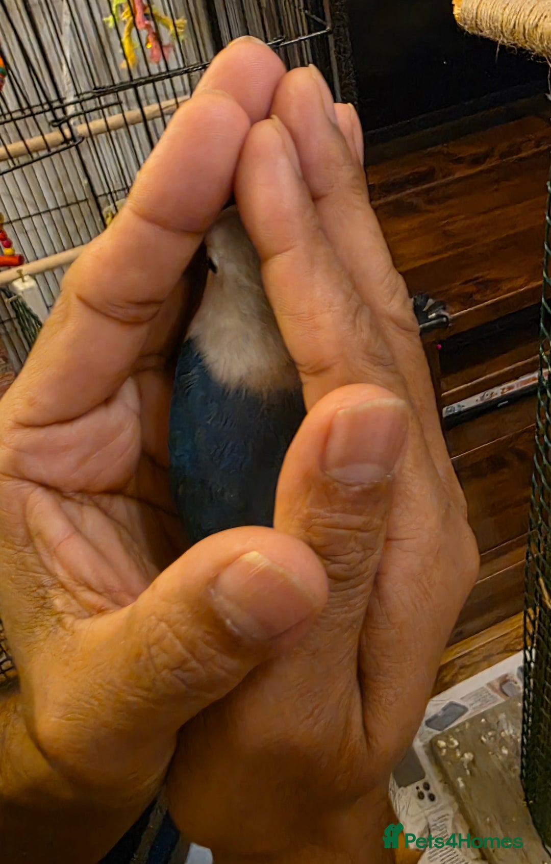 Lovebirds birds for sale: Fischer Love bird to sell  - Advert 16