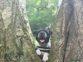 Mixed Breed dogs Shar pei mix breed male in Nottingham - Advert 5