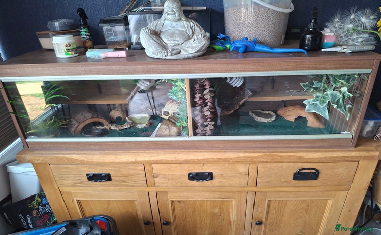 Gecko reptiles - Advert 2