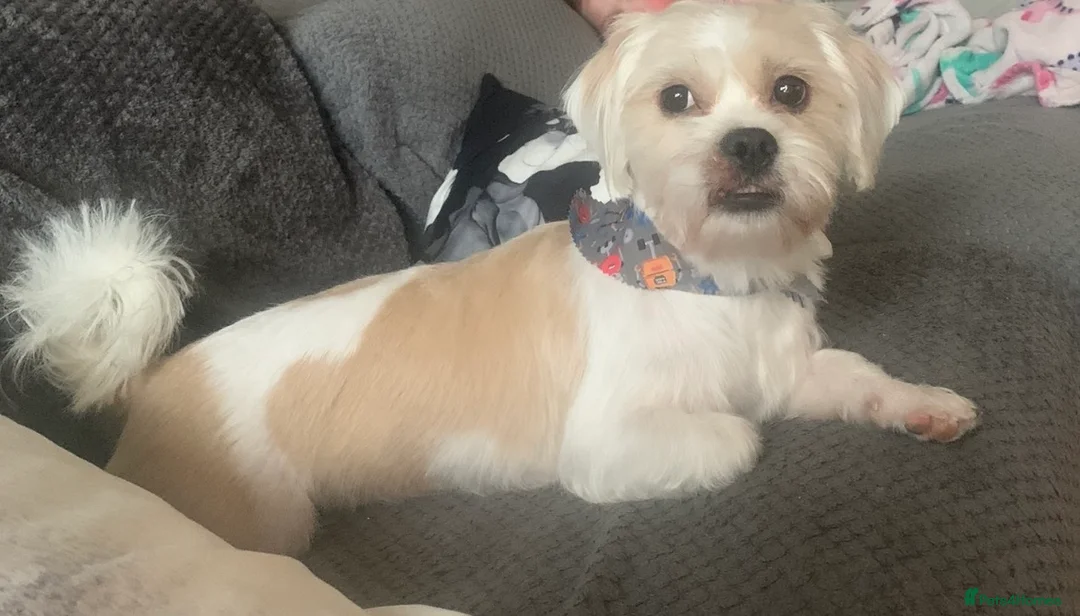 Mixed Breed dogs for sale: Buddy Shih Tzu Seeking an Always-Home Companion - Advert 2