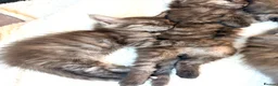 Maine Coon cats for sale: Stunning Fluffy Maine Coons - Advert 6