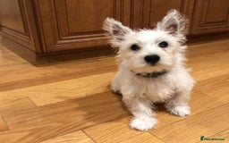 West Highland Terrier dogs for sale:  West Highland White Terrier - Image 10