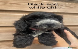 Cockapoo dogs for sale: Beautiful f1 Cockapoo puppies - Image 5