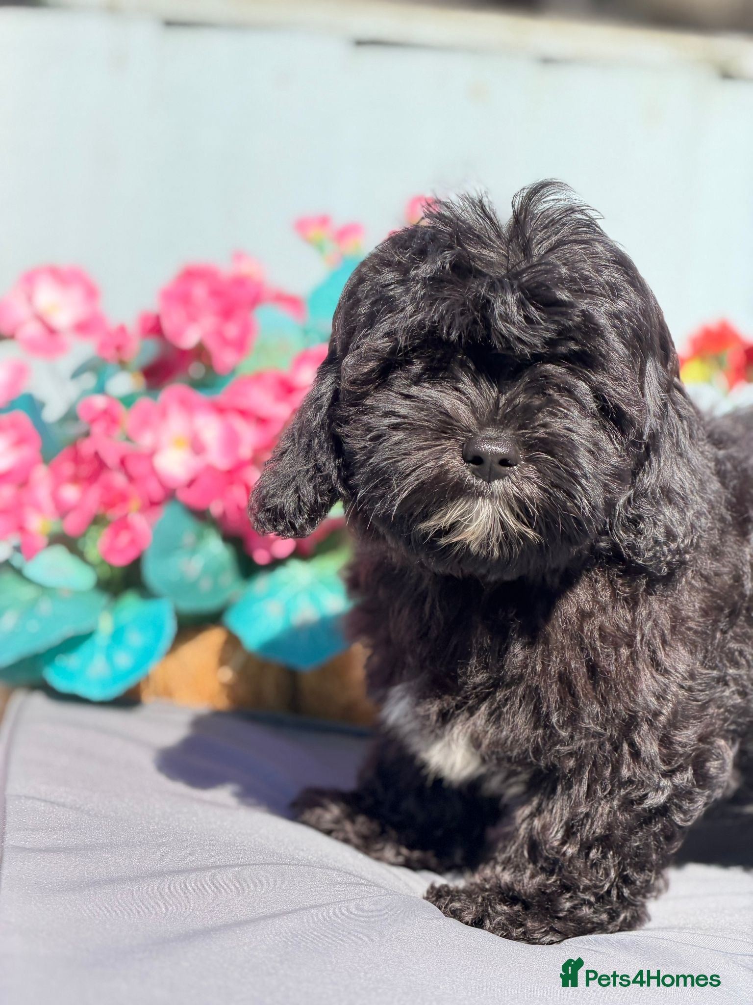 Shihpoo dogs Health Tested,READY TO GO - Advert 1