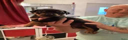 Rottweiler dogs for sale: READY TO GO 5th august - Advert 8