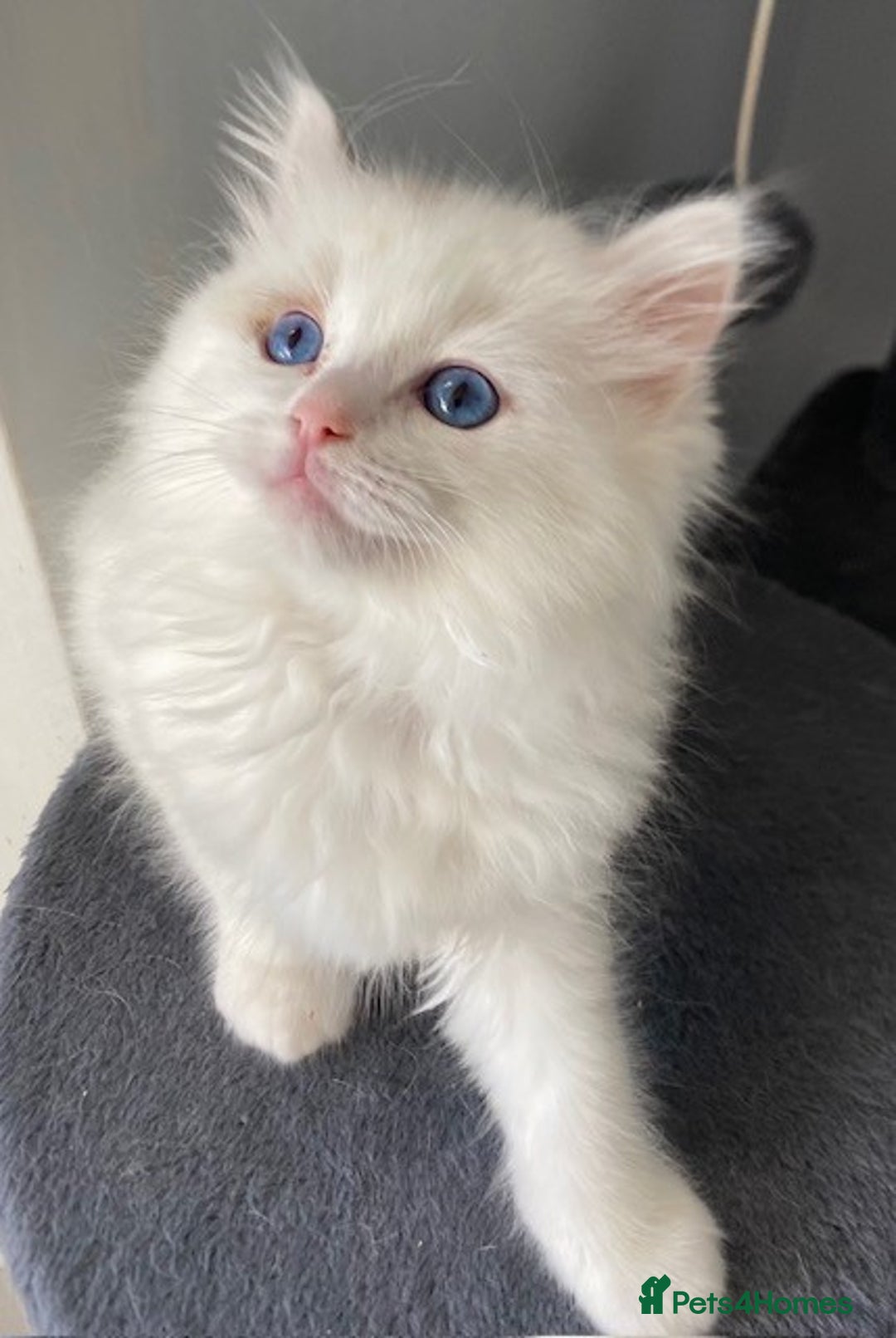 Ragdoll cats for sale: TICA REGISTERED PUREBRED RAGDOLL KITTENS AVAILABLE - Advert 17