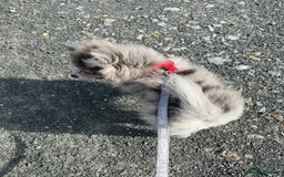 Pomsky dogs for sale: Pomeranian Merle Puppy one left  - Image 7