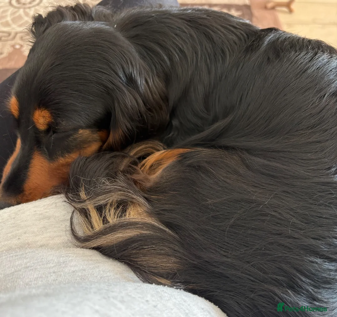 Miniature Dachshund dogs for sale: Miniature longhaired Dachshunds  - Advert 1