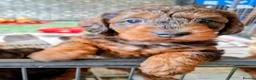 Doxiepoo dogs for sale: Mini-Wire Dachshund x Asian Toy Poodle puppies - Advert 14