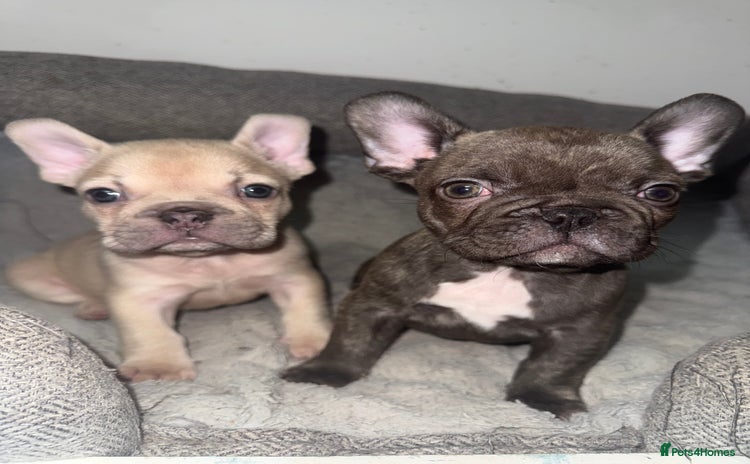 French Bulldog dogs 🐾 French Bulldog Boy’s - Ready Now! - Advert 11