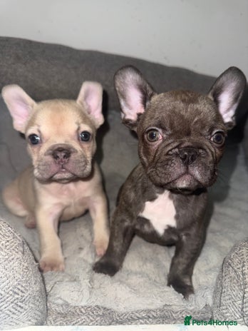 French Bulldog dogs 🐾 French Bulldog Boy’s - Ready Now! - Advert 11