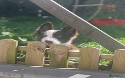 Border Collie dogs for stud: Chase - red & white BC for stud - Image 12