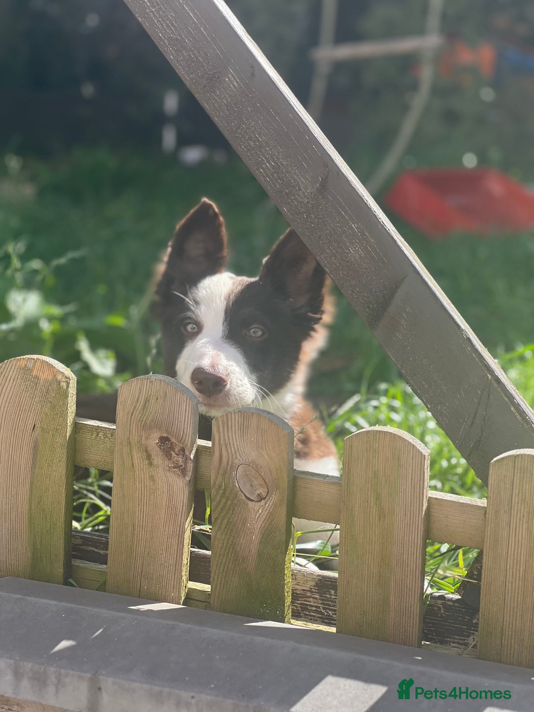 Border Collie dogs for stud: Chase - red & white BC for stud - Image 12