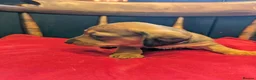 Miniature Dachshund dogs for sale: Miniature Dachshund pups  in Llanybydder - Advert 11