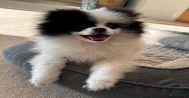 Pomeranian dogs - Advert 1