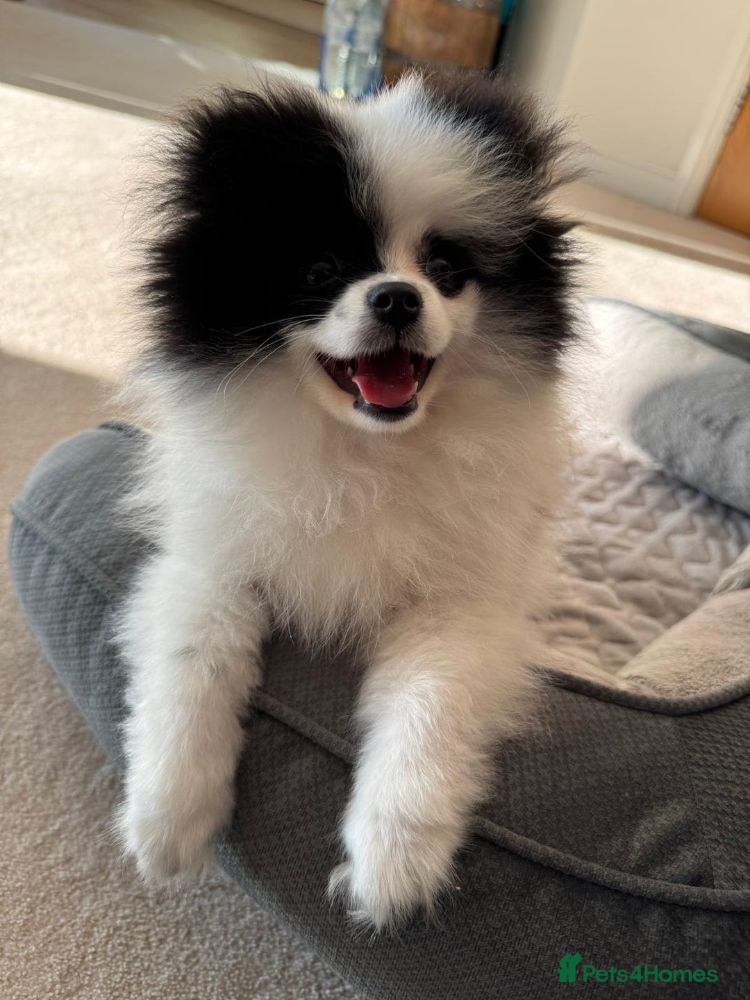 Pomeranian dogs for sale: Beautiful Panda Pom - Image 2