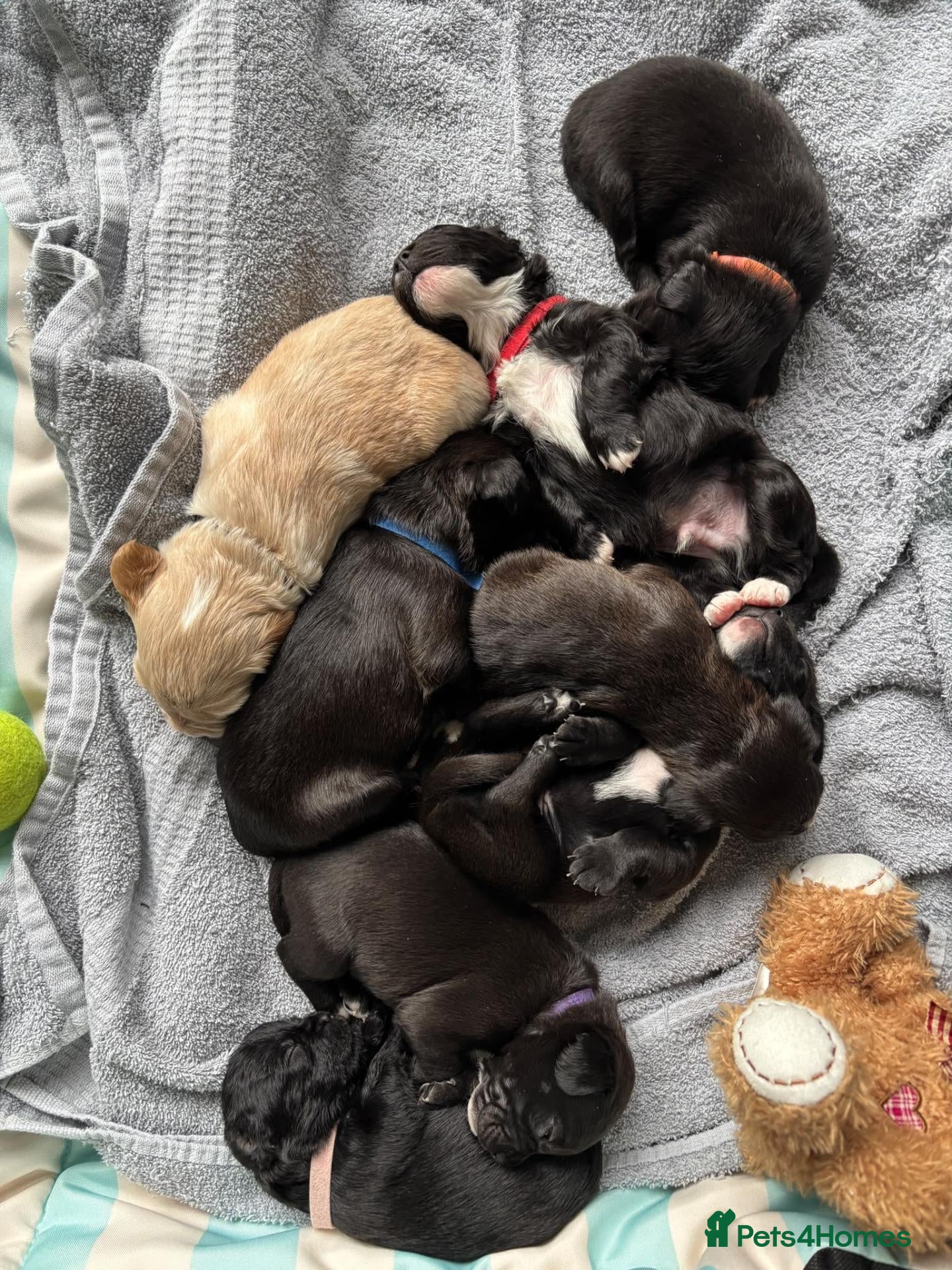 Mixed Breed dogs 🐾 Beautiful French Bulldog × Cockapoo Puppies 🐾 - Advert 13
