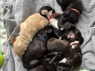 Mixed Breed dogs 🐾 Beautiful French Bulldog × Cockapoo Puppies 🐾 - Advert 6