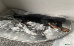 Rottweiler dogs for sale: Selling an 11 weeks old Rottweiler puppy. - Advert 4