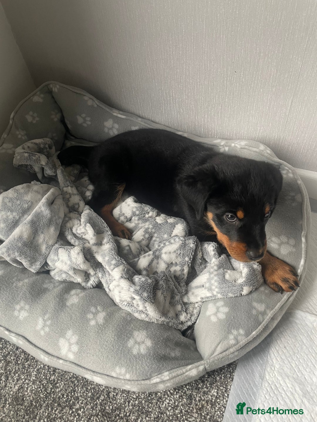 Rottweiler dogs for sale: Selling an 11 weeks old Rottweiler puppy. - Advert 4